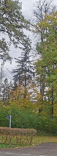 Sekundärnest in Neuenhof in einer Baumkrone (oben rechts).zVg
