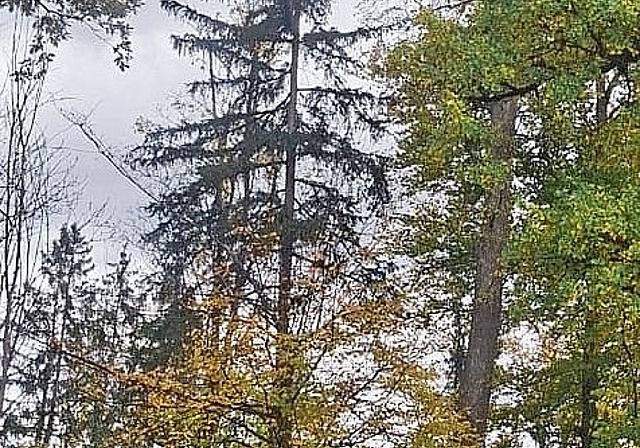 Sekundärnest in Neuenhof in einer Baumkrone (oben rechts).zVg