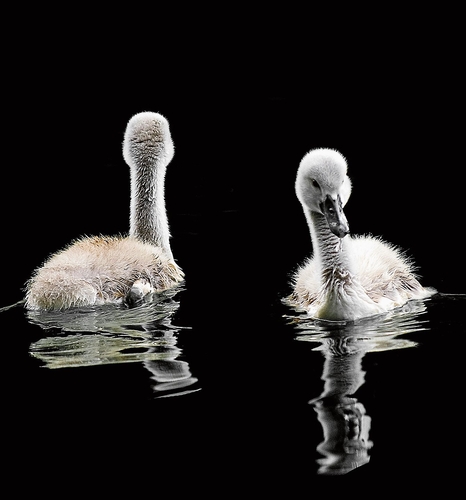 Junge Schwäne beim Stausee.rb