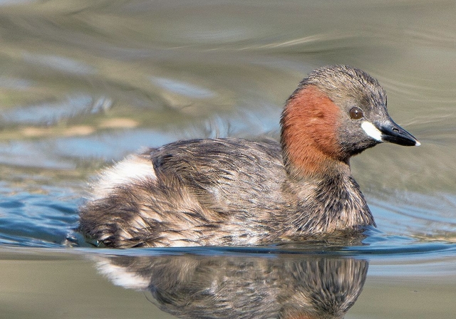 Zwergtaucher. rb