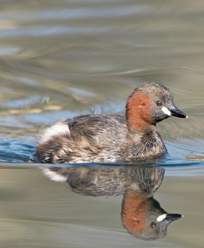 Zwergtaucher. rb