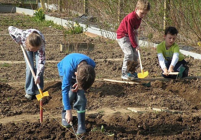 Die Kinder der Ek1a bei der Arbeit im Schulgarten. Foto: zVg