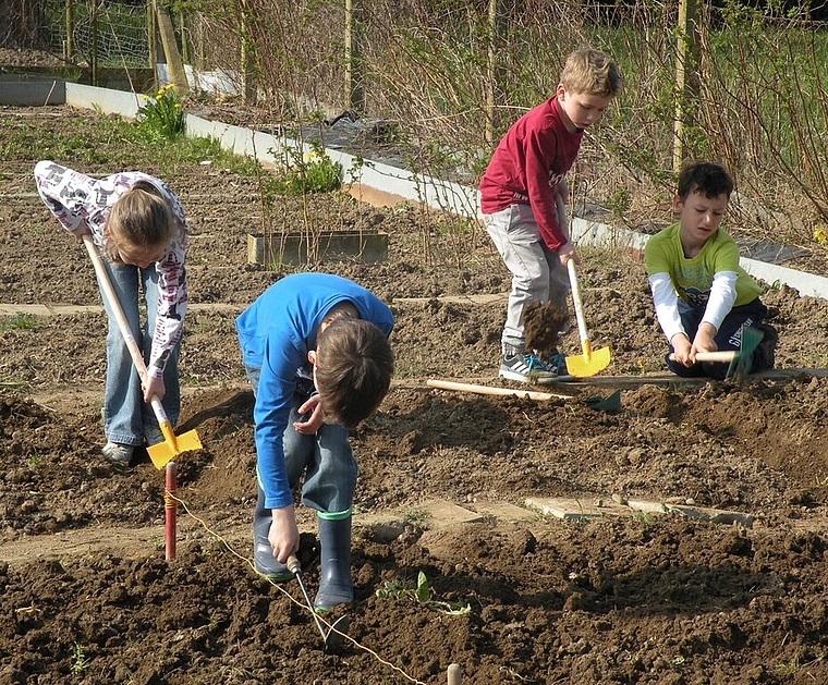 Die Kinder der Ek1a bei der Arbeit im Schulgarten. Foto: zVg