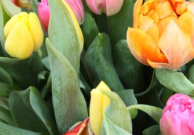 Farbige Tulpen zum Frühlingsanfang.
