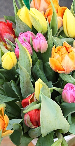 Farbige Tulpen zum Frühlingsanfang.
