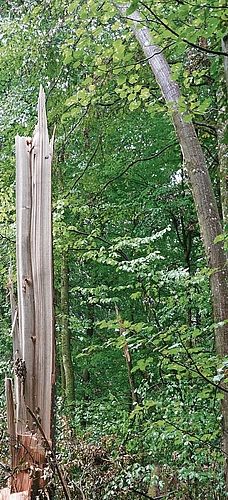Abgebrochene Bäume.