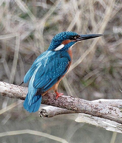 Der Eisvogel war einer der «Stars» der ornithologischen Exkursion. 
               zVg