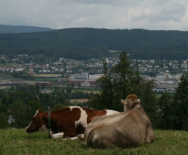Auch die Kühe hielten Siesta.
