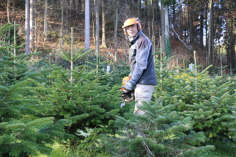 Förster Peter Muntwyler oberhalb des Schulhauses Hasel beim Weihnachtsbaum-Schneiden. (Melanie Bär)
