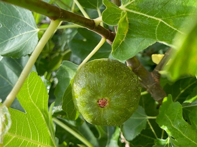 Die erste – und lange Zeit die einzige – Feige am Baum.
