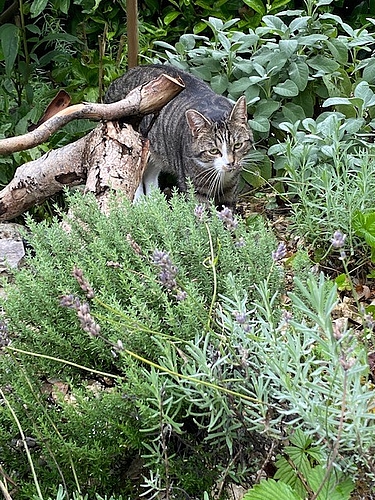 Kater Kaylo zu Besuch im Garten.
