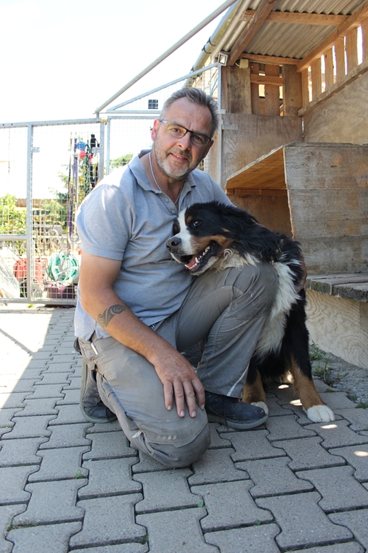 Der Berner Sennenhund  Jumbo ist einer der Pensionsgäste im Hundezentrum von Helmut Primessnig in Würenlos. Rahel Bühler