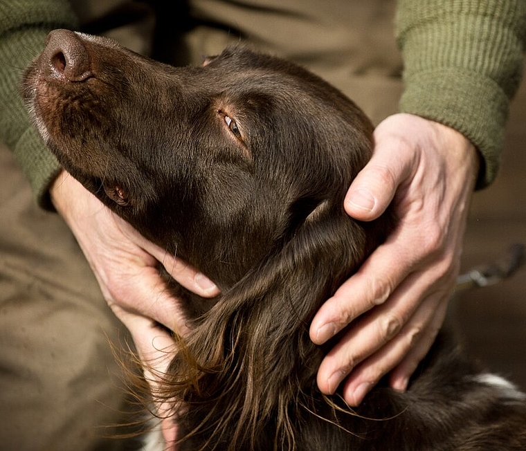 Hundehalter können noch nicht aufatmen – die Hundetode in Spreitenbach sind noch nicht abschliessend aufgeklärt. Foto: az/Archiv