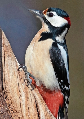 Der Buntspecht.Babs Wiederkehr