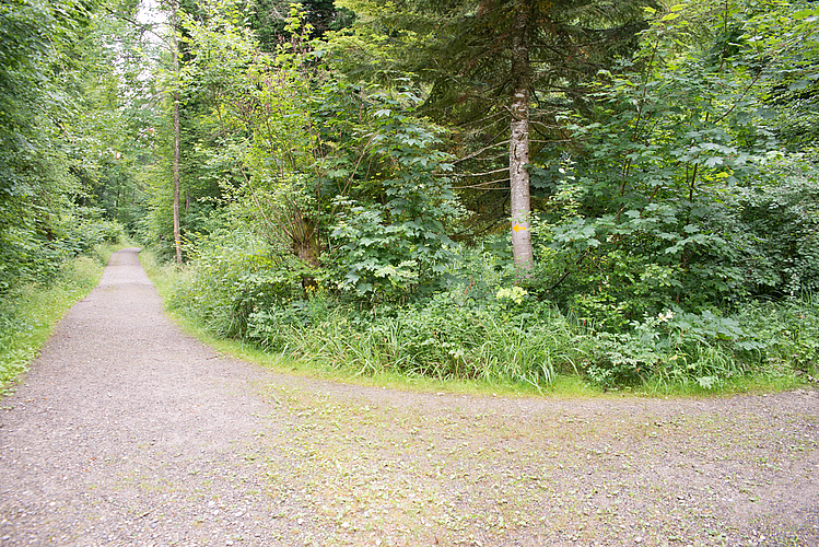 Kreuzung im Wald.

