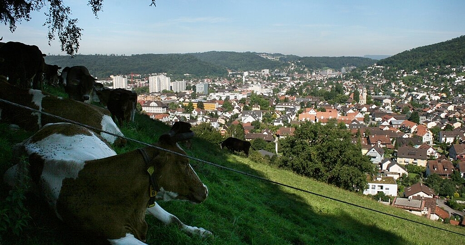 Der Blick auf Wettingen vom Sulperg. Fotos: skaKreuz und Baum vor der Marien-Kapelle im Wäldchen.Noch heute suhlen sich Schweine auf dem Sulperg.