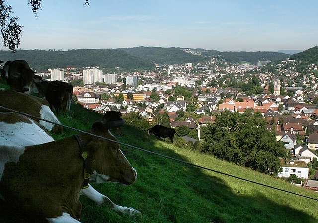 Der Blick auf Wettingen vom Sulperg. Fotos: skaKreuz und Baum vor der Marien-Kapelle im Wäldchen.Noch heute suhlen sich Schweine auf dem Sulperg.