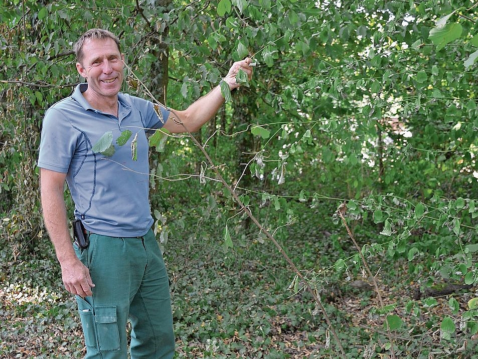 Förster Peter Muntwyler zeigt die hängenden Blätter einer Buche. Förster Peter Muntwyler zeigt die hängenden Blätter einer Buche.