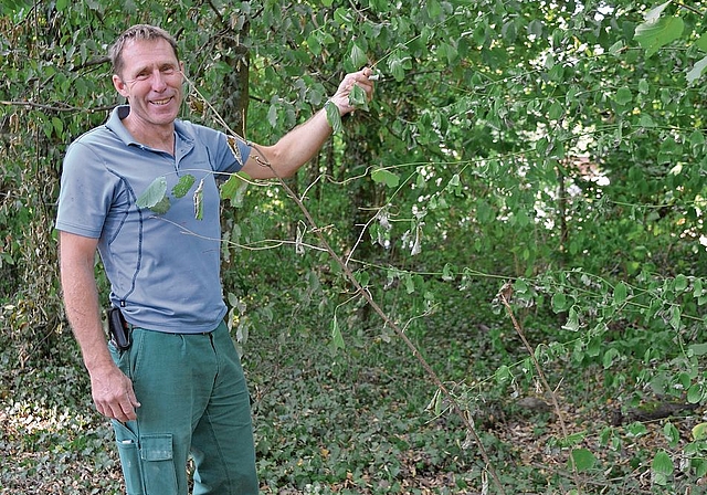 Förster Peter Muntwyler zeigt die hängenden Blätter einer Buche. 