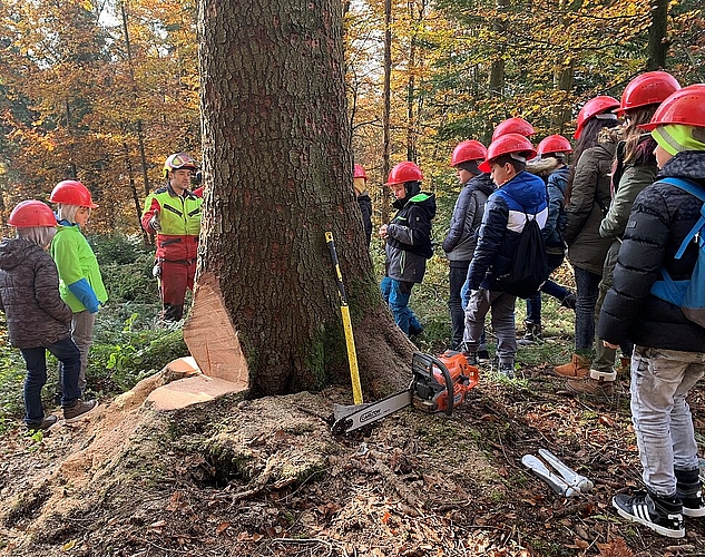 Im Wald <em>konnten die Kinder zusehen, wie ein Baum gefällt wird.zVg</em>