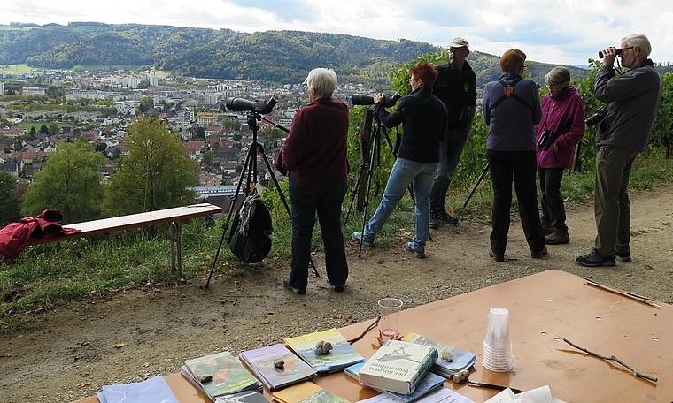 Aussichtsposten des Vogel- und Naturschutzvereins Wettingen am Lägernsüdhang oberhalb Fährlileh. Foto: ska