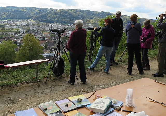 Aussichtsposten des Vogel- und Naturschutzvereins Wettingen am Lägernsüdhang oberhalb Fährlileh. Foto: ska