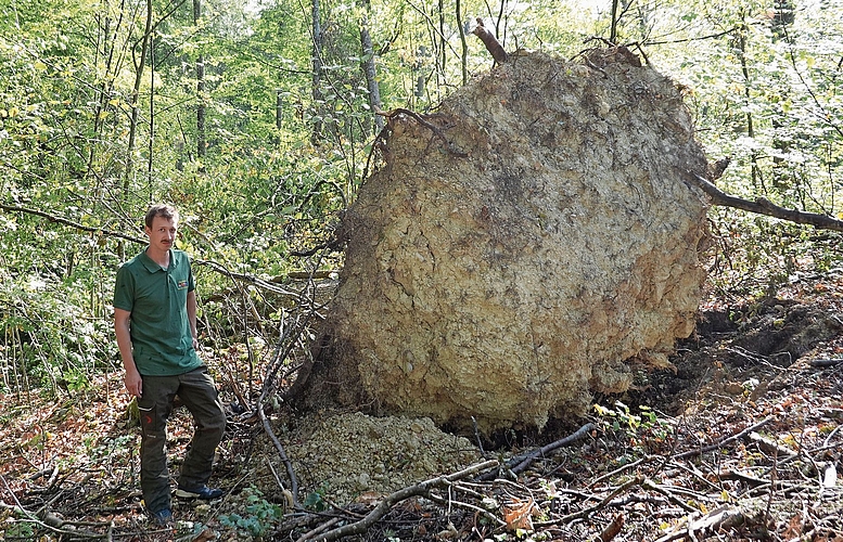 Revierförster Moritz Fischer steht neben einem entwurzelten Baum.Bilder: SMA