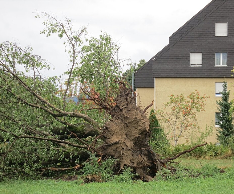 Der Sturm entwurzelte sogar Bäume. Foto: zVg 