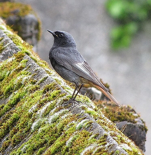 Gartenvogel <em>Hausrotschwanz.</em>
