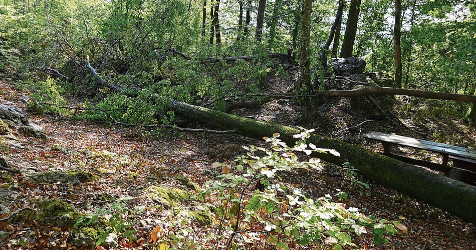 Der Treffpunkt der Waldspielgruppe.