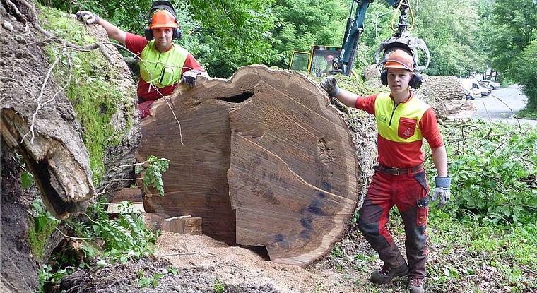 Schweren Herzens mussten die Forstarbeiter die Eiche zersägen. Foto: zVg