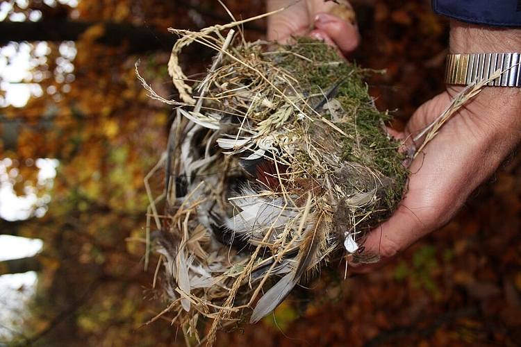 Nest aus einem Nistkasten.
