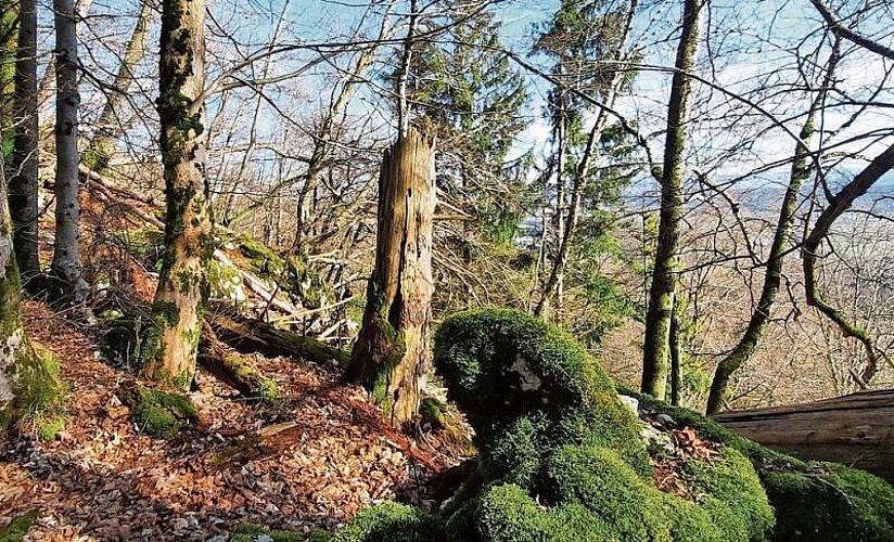 Das Naturreservat ist Heimat vieler bedrohter und geschützter Arten. Nicht nur aus der Tier-, sondern auch aus der Pflanzenwelt.  zVg