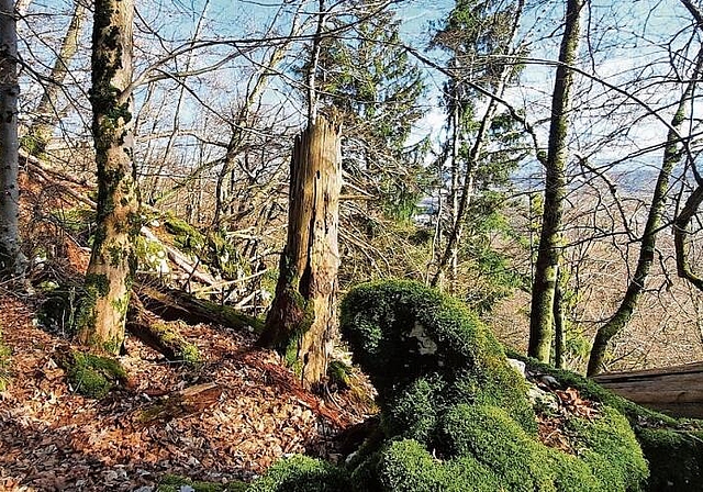 Das Naturreservat ist Heimat vieler bedrohter und geschützter Arten. Nicht nur aus der Tier-, sondern auch aus der Pflanzenwelt.  zVg