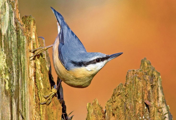 Der Kleiber.Babs Wiederkehr