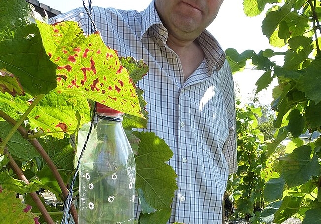 Kellermeister Meinrad Steimer montiert Fallen für die Kirschessigfliegen an den Rebstöcken.Die befallenen Beeren verfärben sich rot und es entwickelt sich Essigsäure; roter Saft tritt aus.Die Männchen der Kirschessigfliege sind am schwarzen Punk
