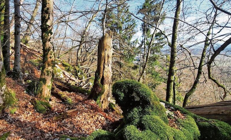 Das Naturreservat ist Heimat vieler bedrohter und geschützter Arten. Nicht nur aus der Tier-, sondern auch aus der Pflanzenwelt.  zVg