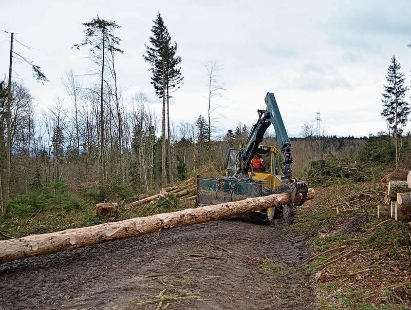 Käferholz: Ein gefällter Baum wird abtransportiert. Irene Hung-König