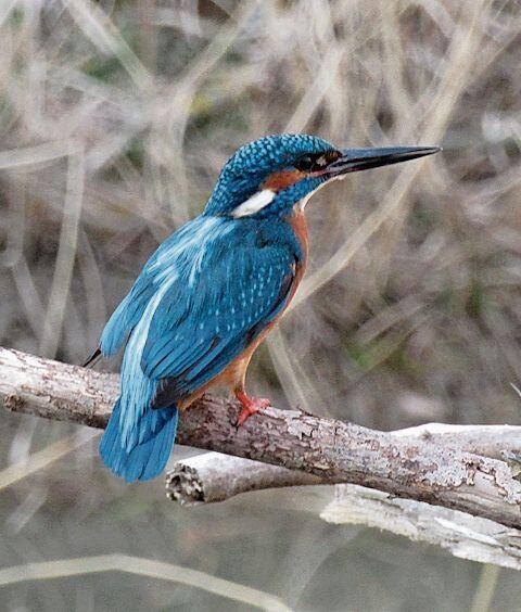 Der Eisvogel war einer der «Stars» der ornithologischen Exkursion. 
               zVg