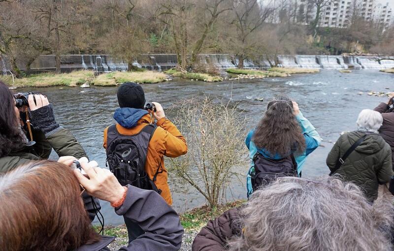 Auf dem gegenüberliegenden Ufer der Limmat wurde ein Eisvogel gesichtet. Muriel Zweifel