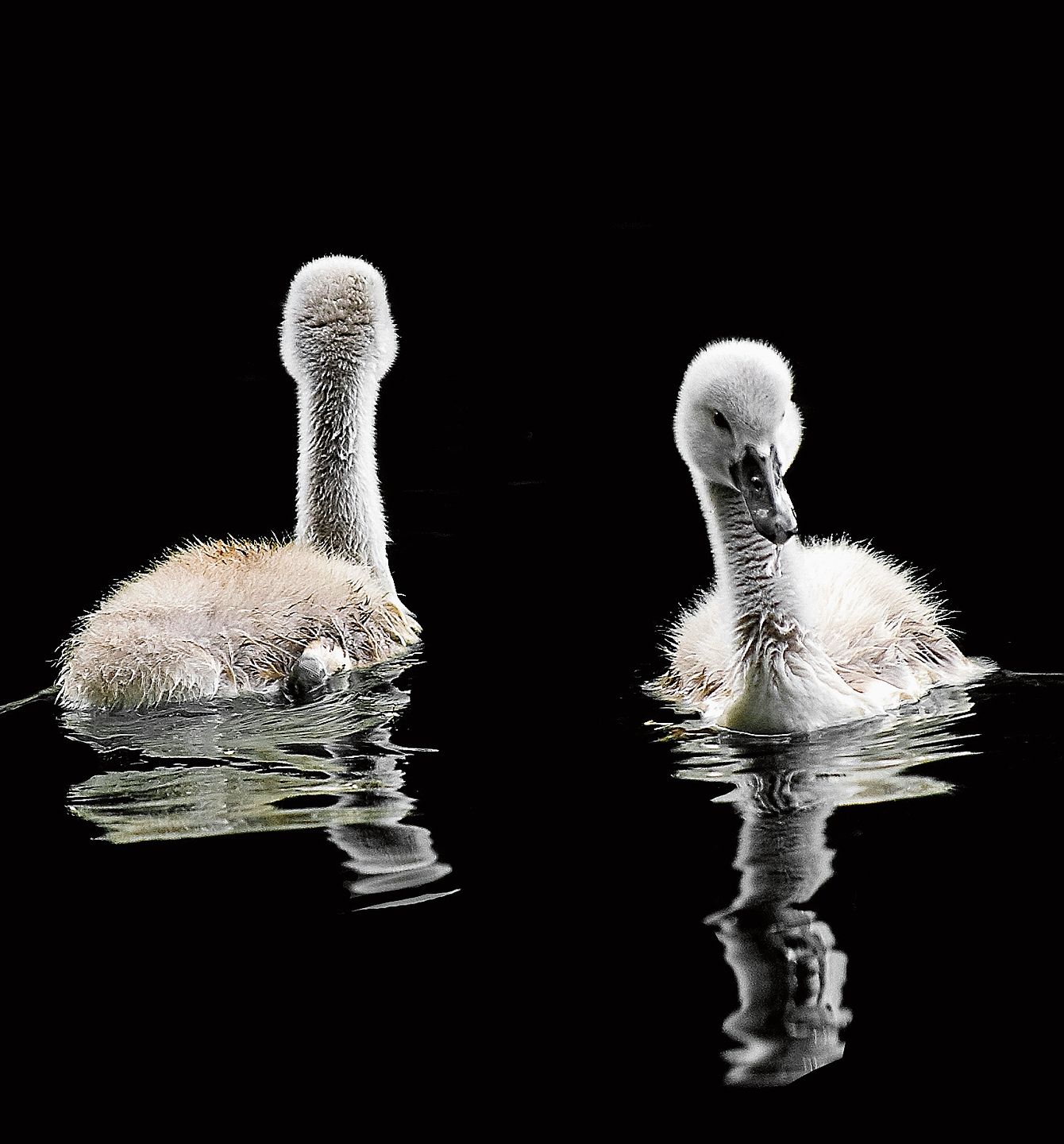 Junge Schwäne beim Stausee.rb