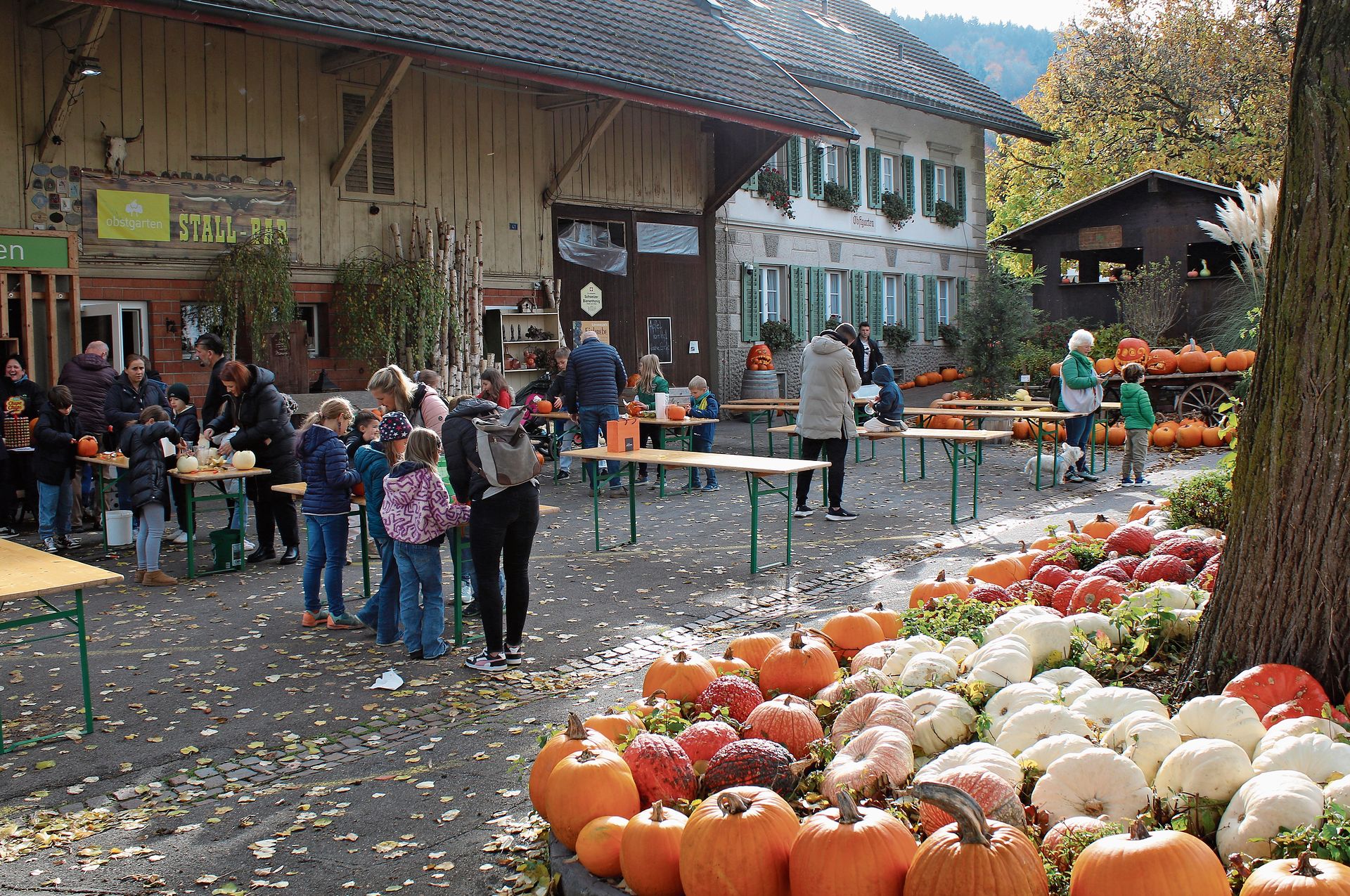 Im Obsthof gibt es 180 Kürbissorten, einige wurden letzte Woche von Kindern zu Halloween-Laternen verarbeitet. Melanie Bär Im Obsthof gibt es 180 Kürbissorten, einige wurden letzte Woche von Kindern zu Halloween-Laternen verarbeitet. Melanie Bär