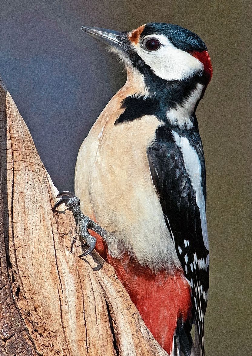Der Buntspecht.Babs Wiederkehr