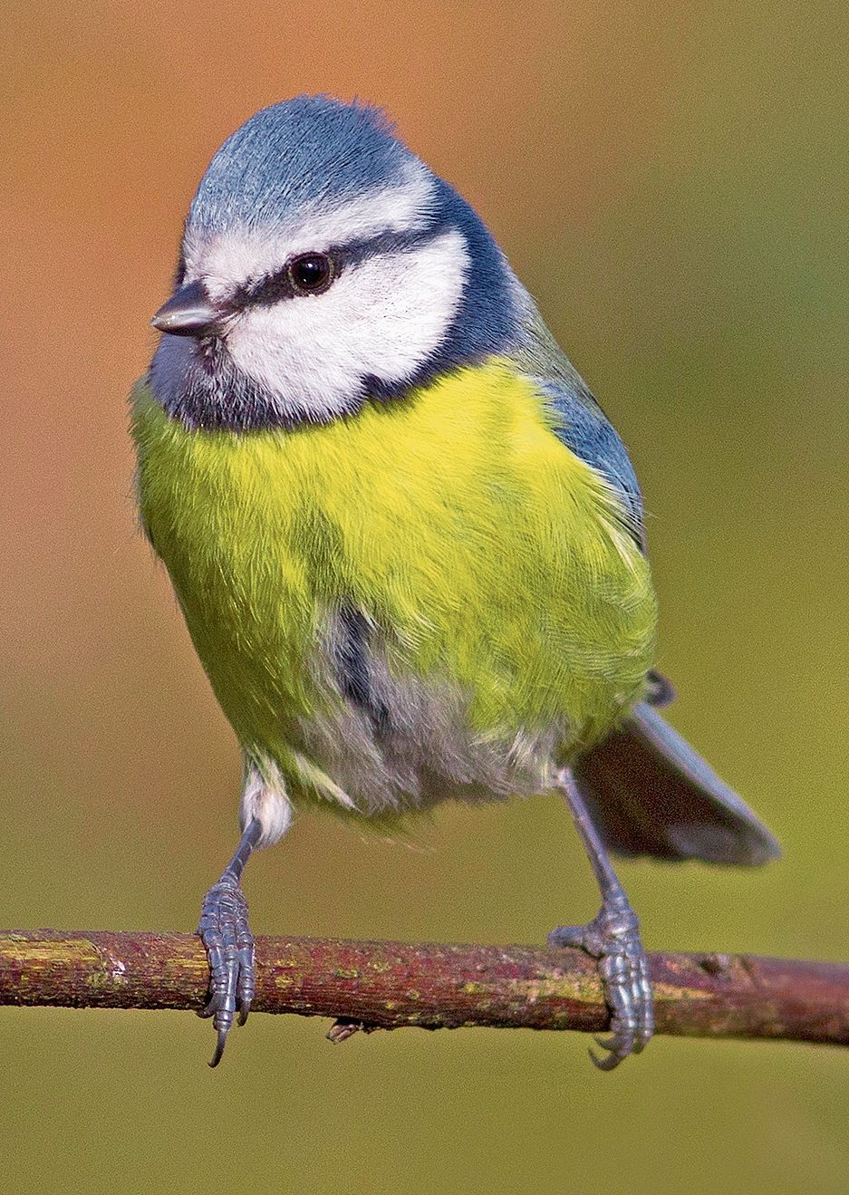 Die Blaumeise.Babs Wiederkehr