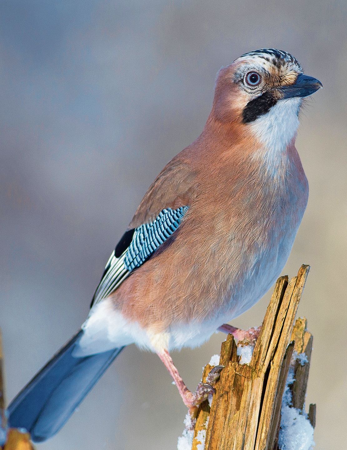 Der Eichelhäher. Babs Wiederkehr