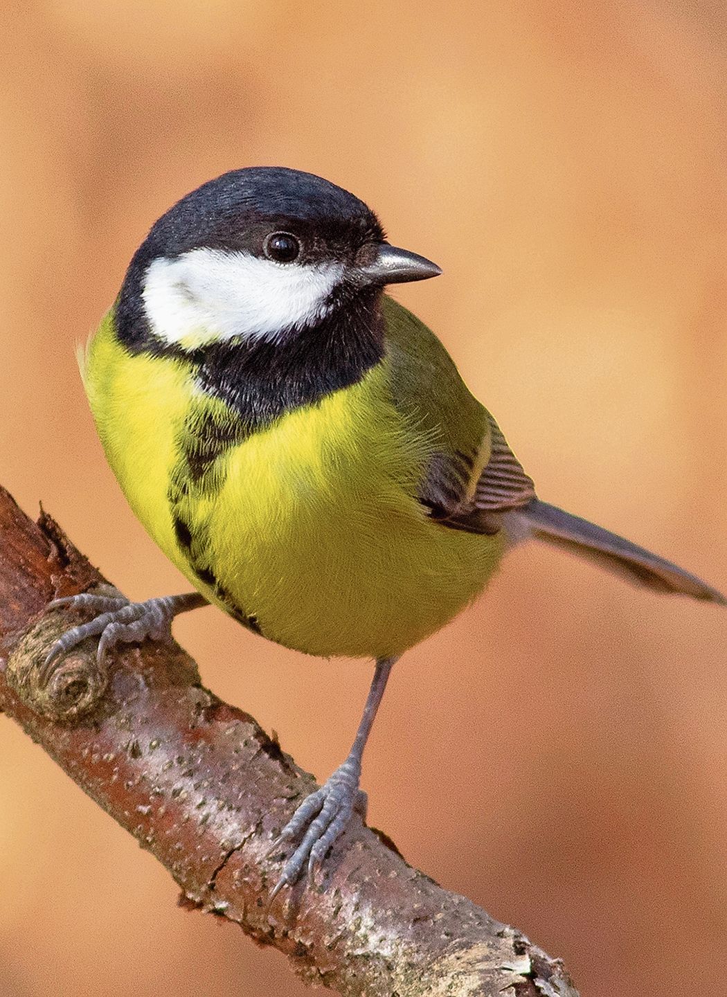 Die Kohlmeise.Babs Wiederkehr