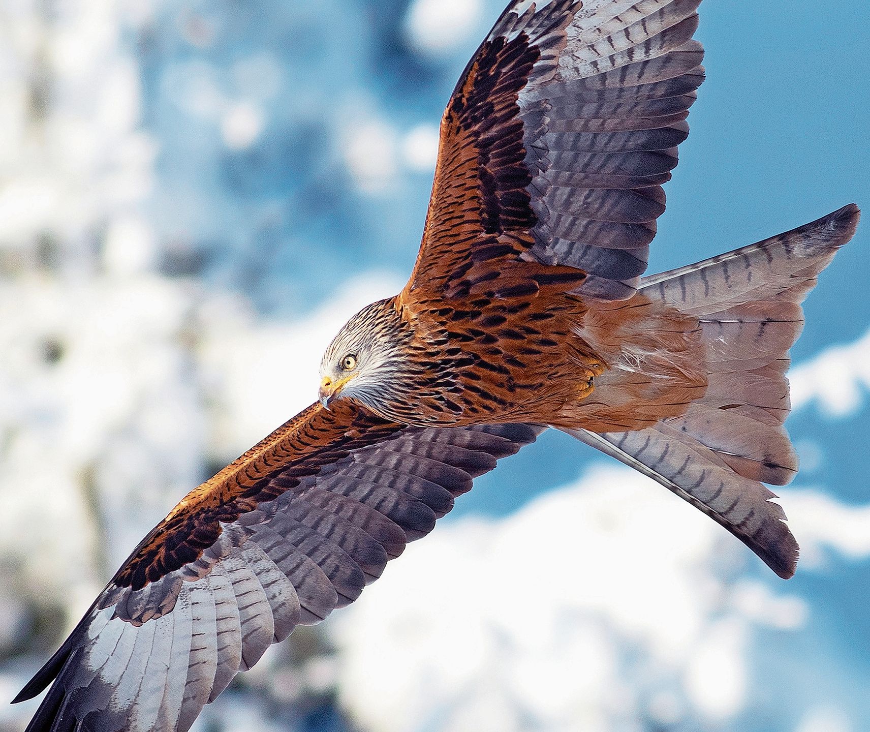 Den Rotmilan und alle anderen hier abgebildeten Vögel kann man in Würenlos beobachten.Babs Wiederkehr