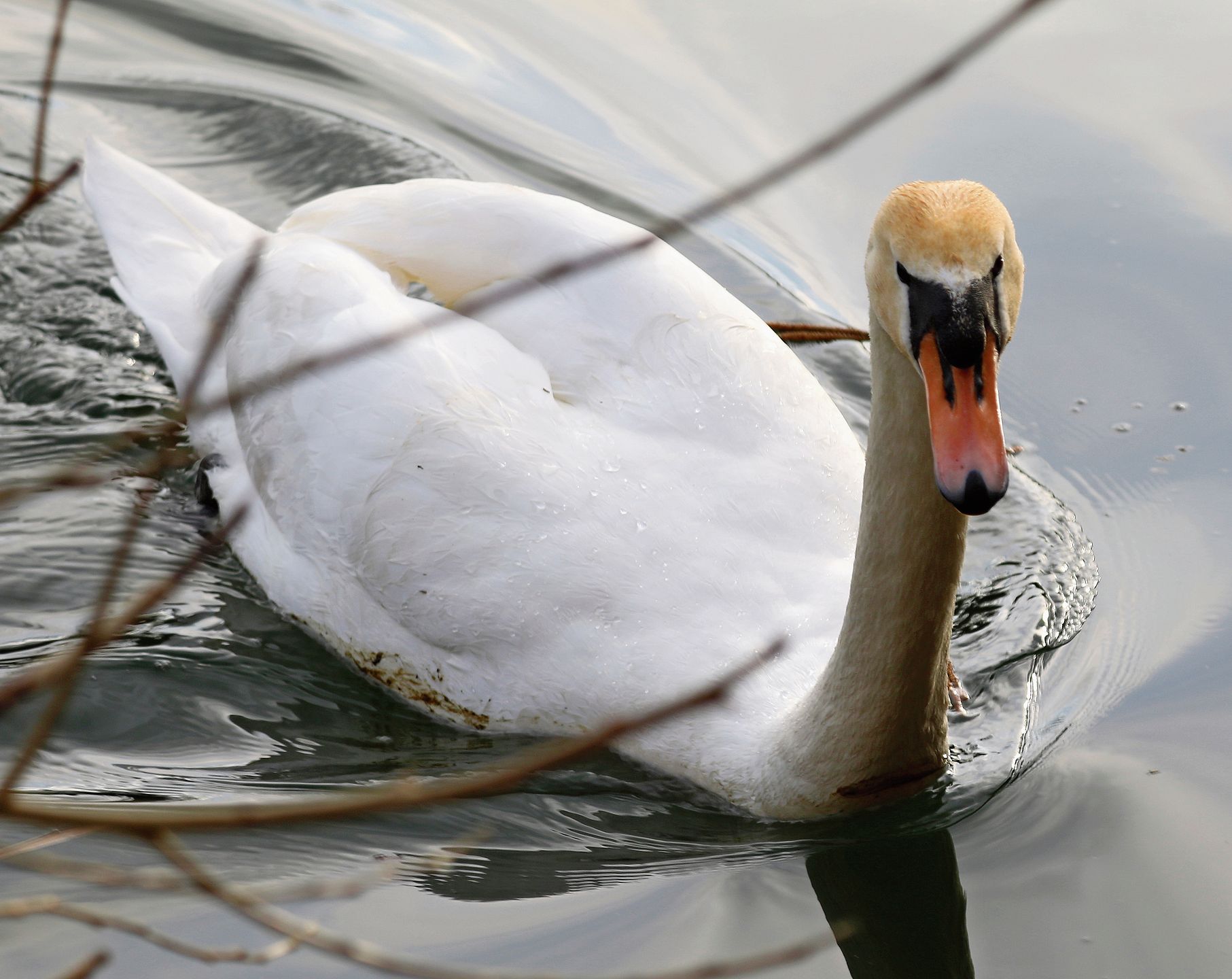 Neugieriger Schwan beobachtet. bär