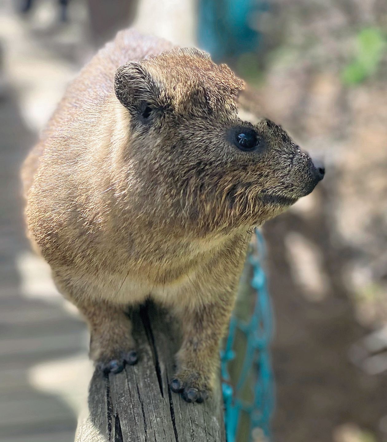 Dassies, auch Klippschliefer genannt, sieht man überall in Südafrika. bär