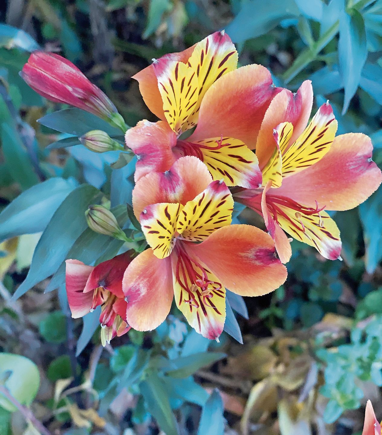 Diese Inkalilien wachsen wie viele Lilienarten wild. bär